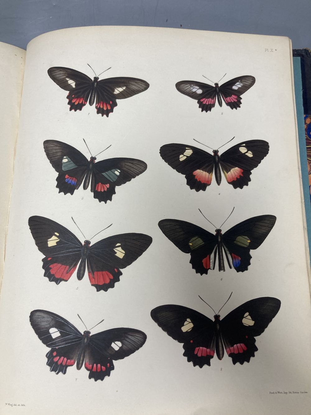 Catalogue of Lepidopterous Insects in the Collection of the British Museum, 1852, with 13 coloured plates, and National Academy of Scie